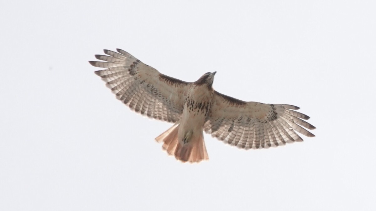 Red-tailed Hawk - ML642810325