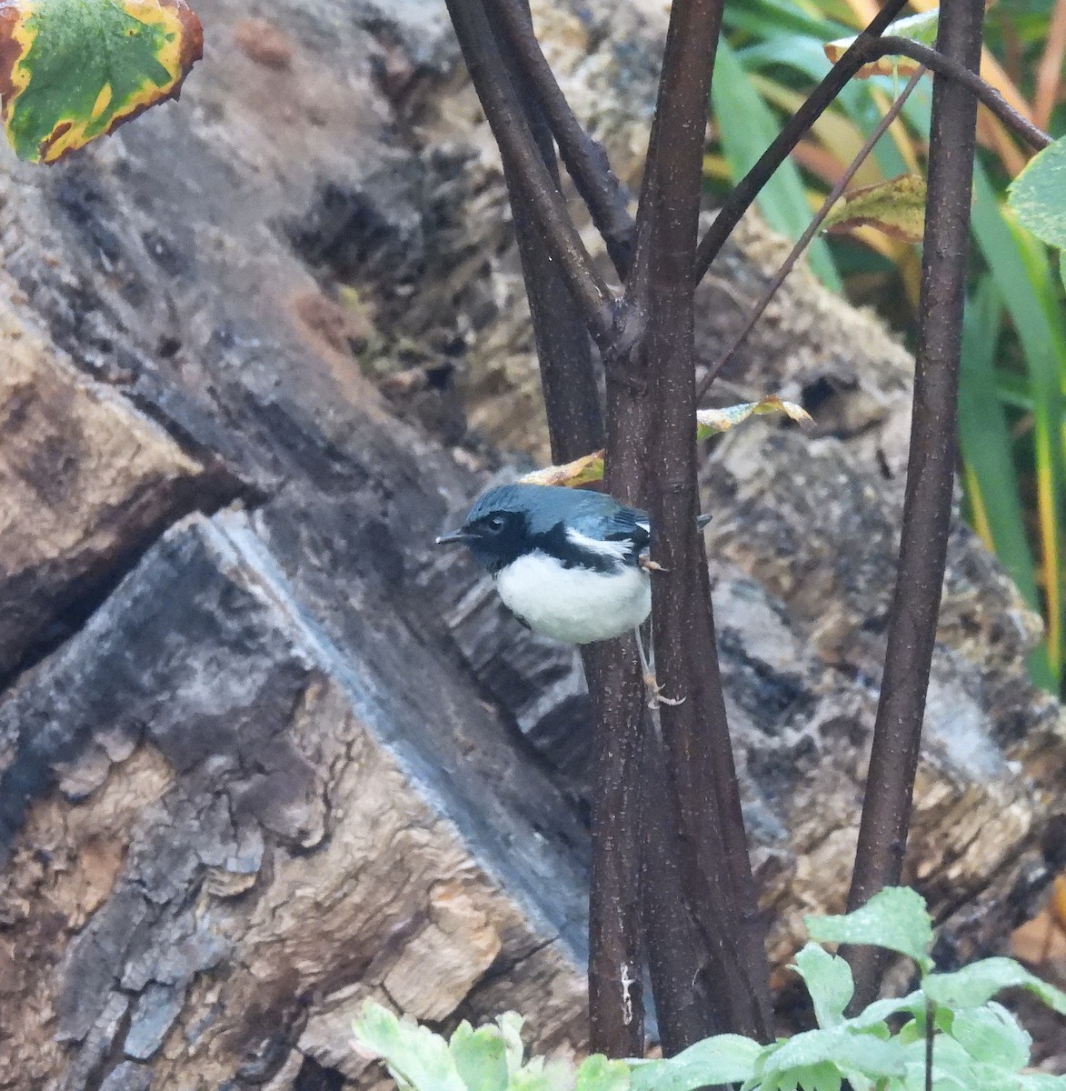 סבכון שחור-גרון - ML642810353