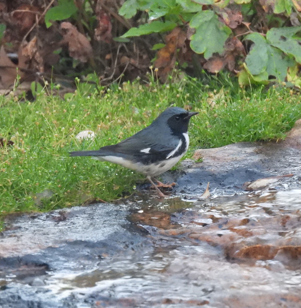 סבכון שחור-גרון - ML642810354