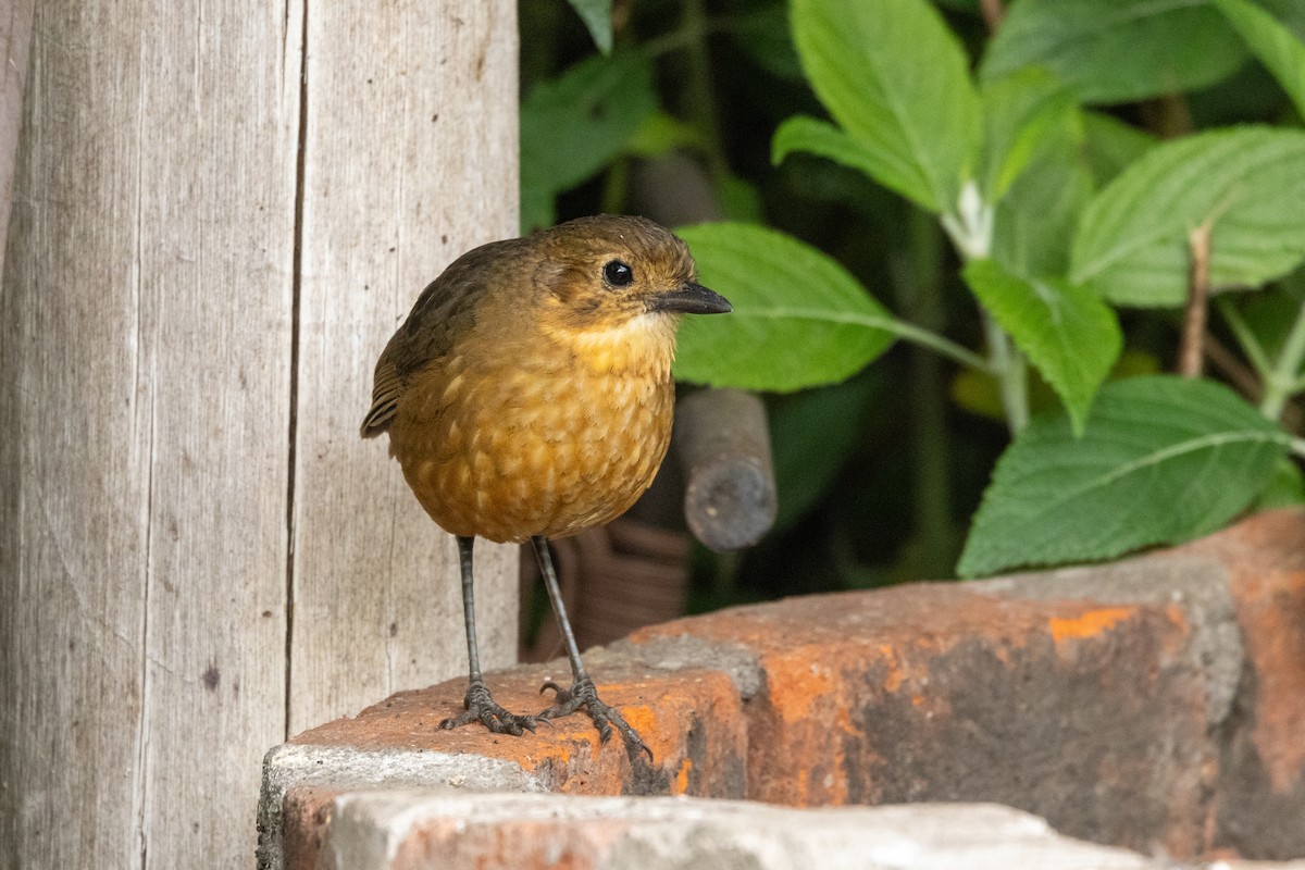 Tawny Antpitta - ML642810359