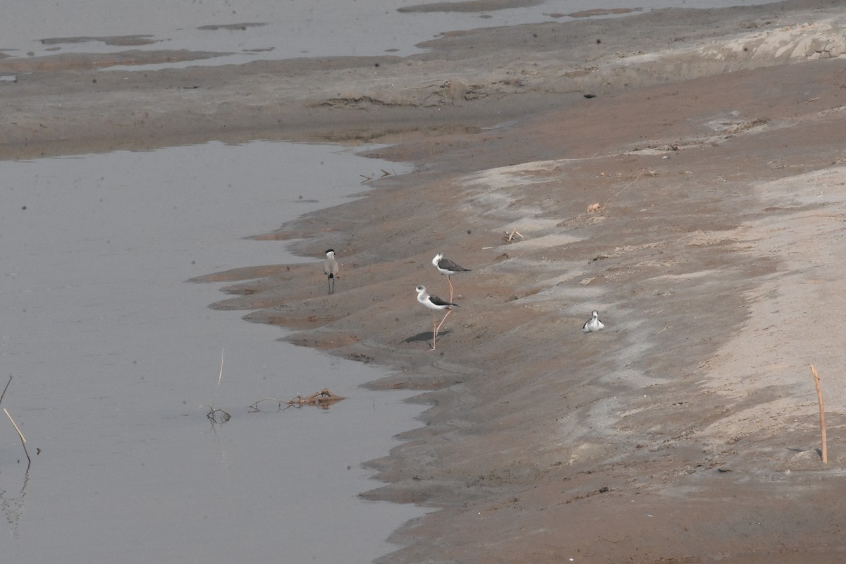 River Lapwing - ML642810370