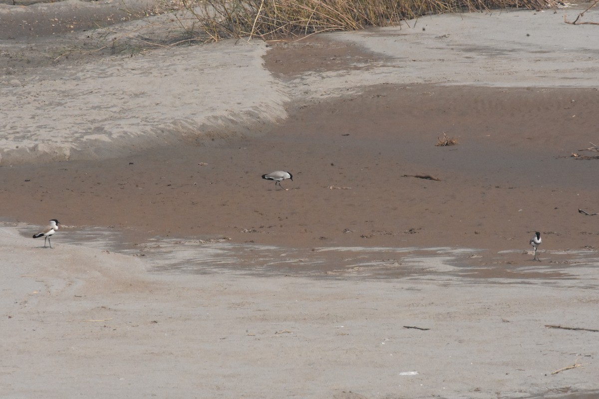 River Lapwing - ML642810373