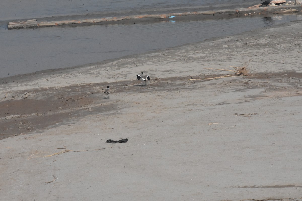 River Lapwing - ML642810376