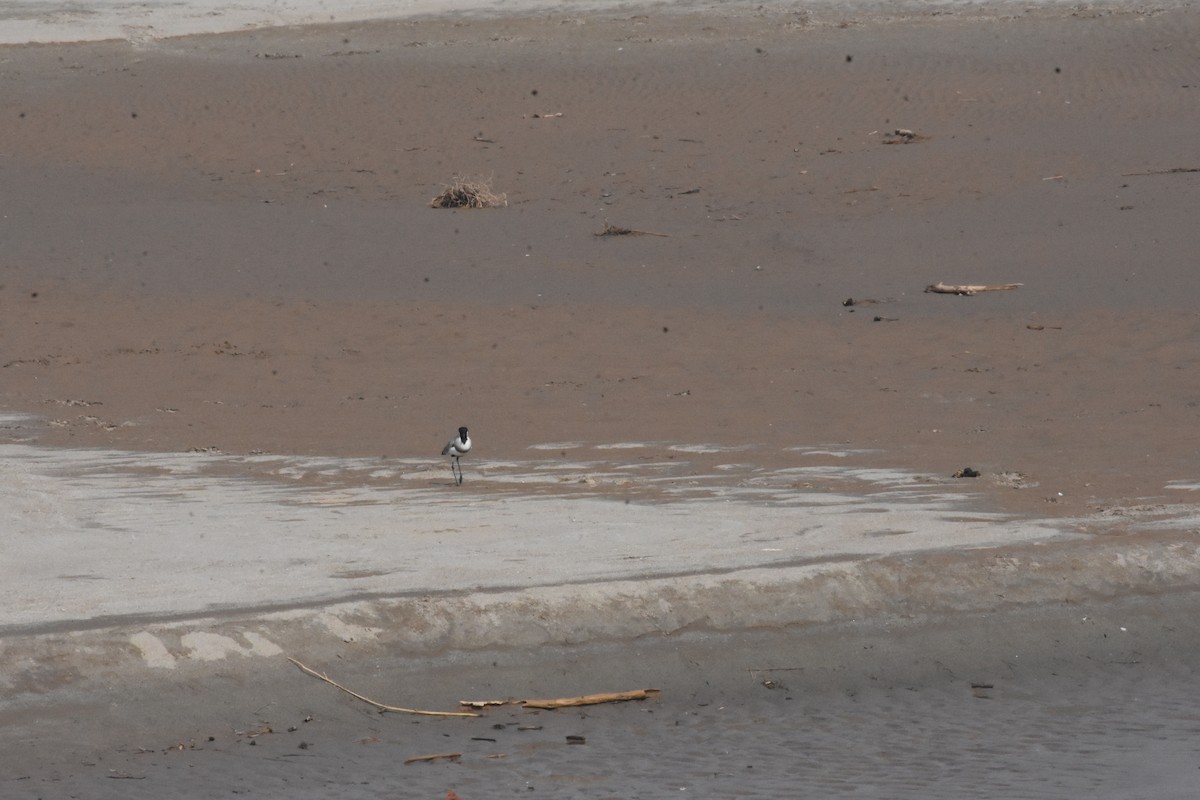 River Lapwing - ML642810378