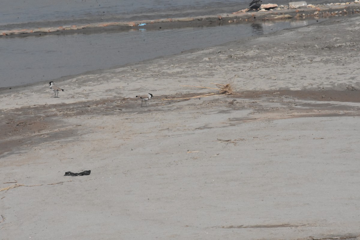 River Lapwing - ML642810379
