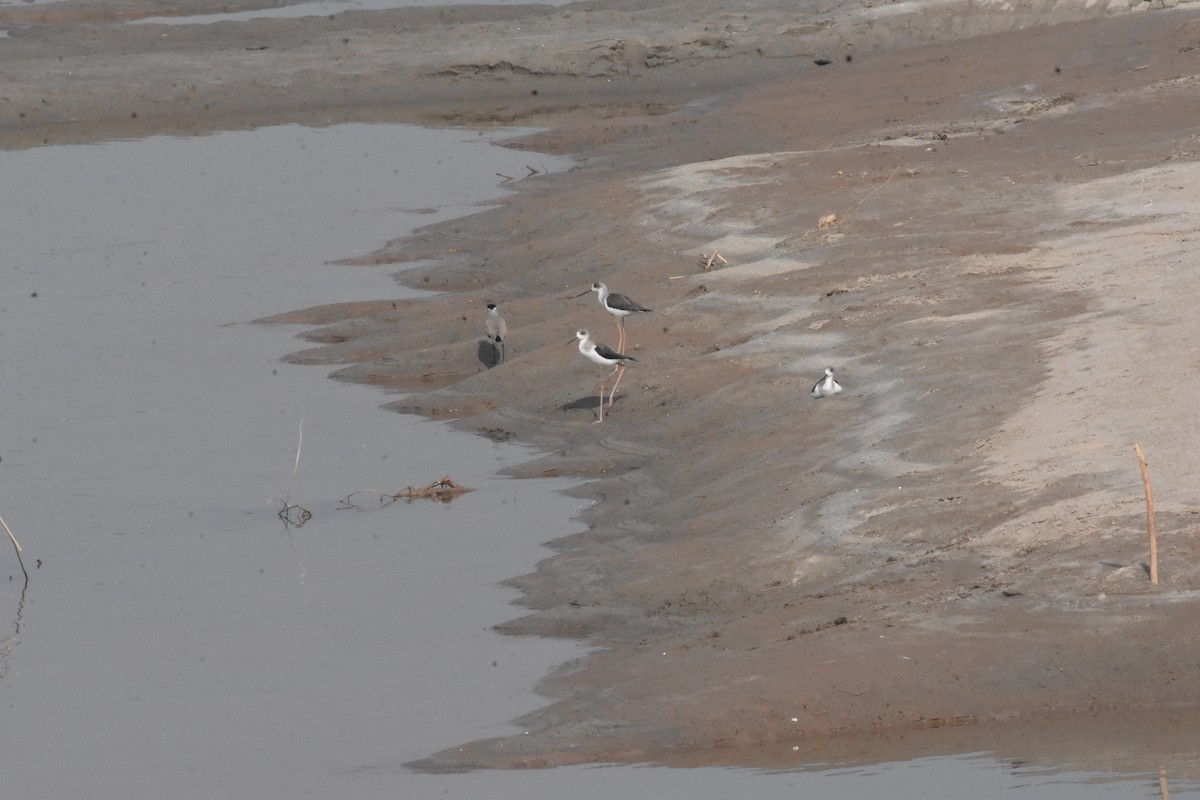 River Lapwing - ML642810380
