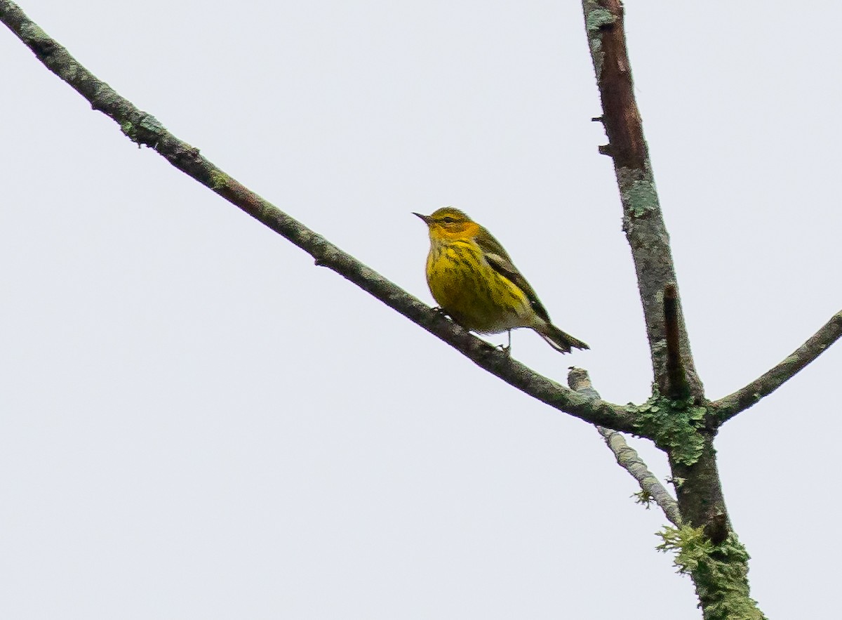 Cape May Warbler - ML642810394