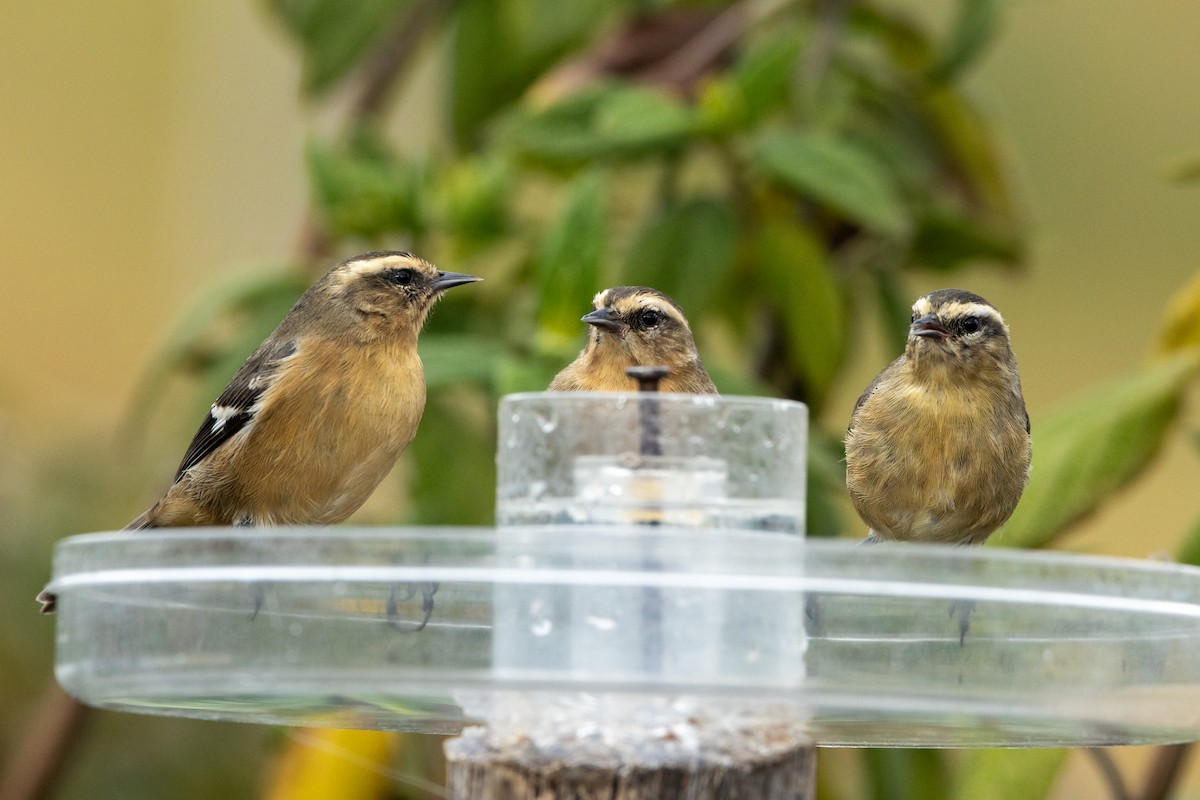 Cinereous Conebill - ML642810401