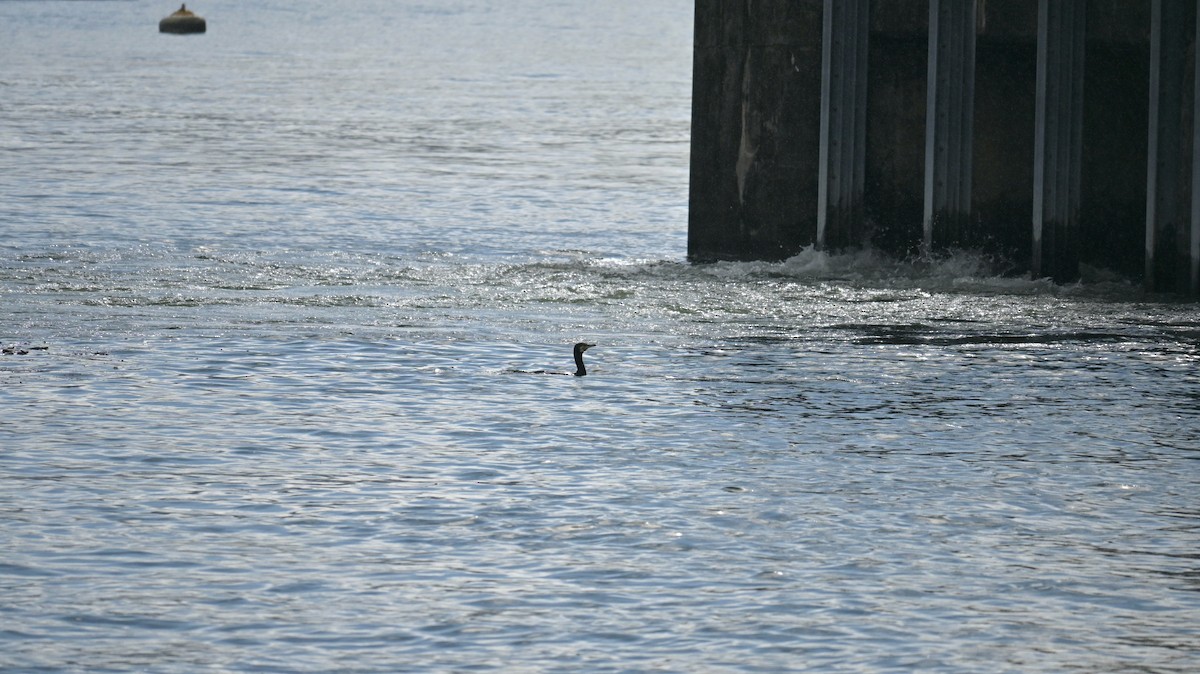 Great Cormorant - ML642810406