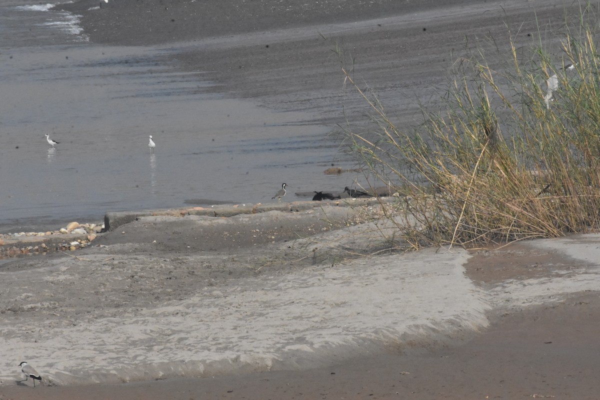 Red-wattled Lapwing - ML642810407