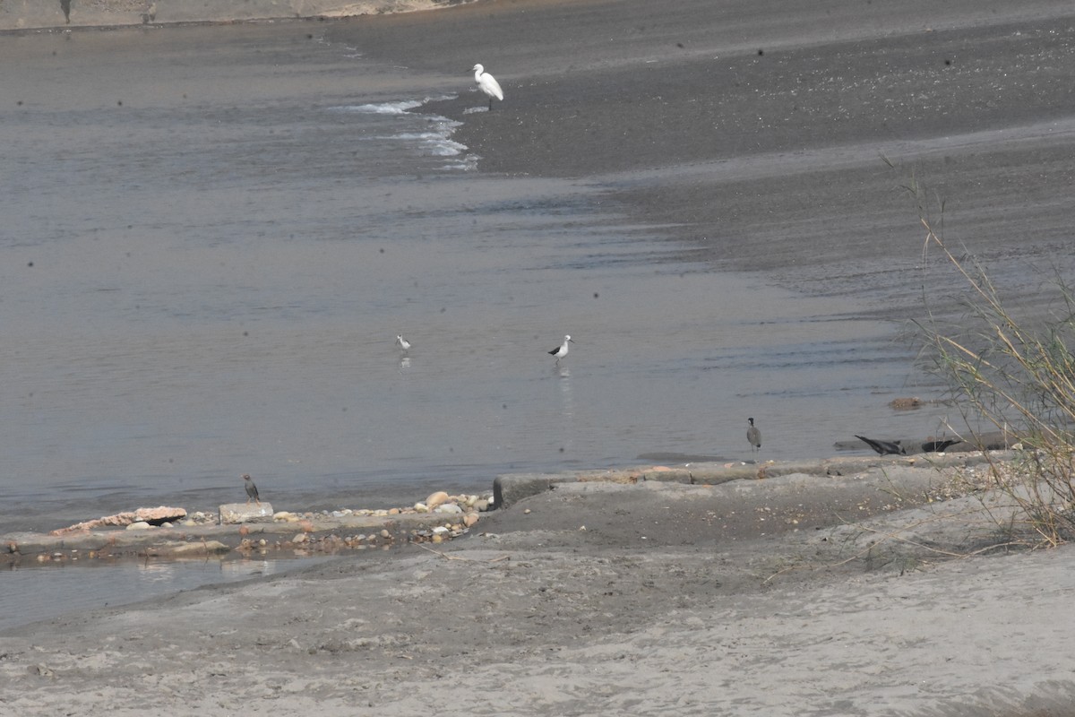 Red-wattled Lapwing - ML642810409