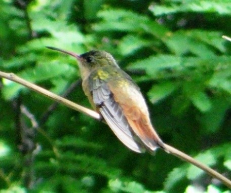 Cinnamon Hummingbird - ML64281041