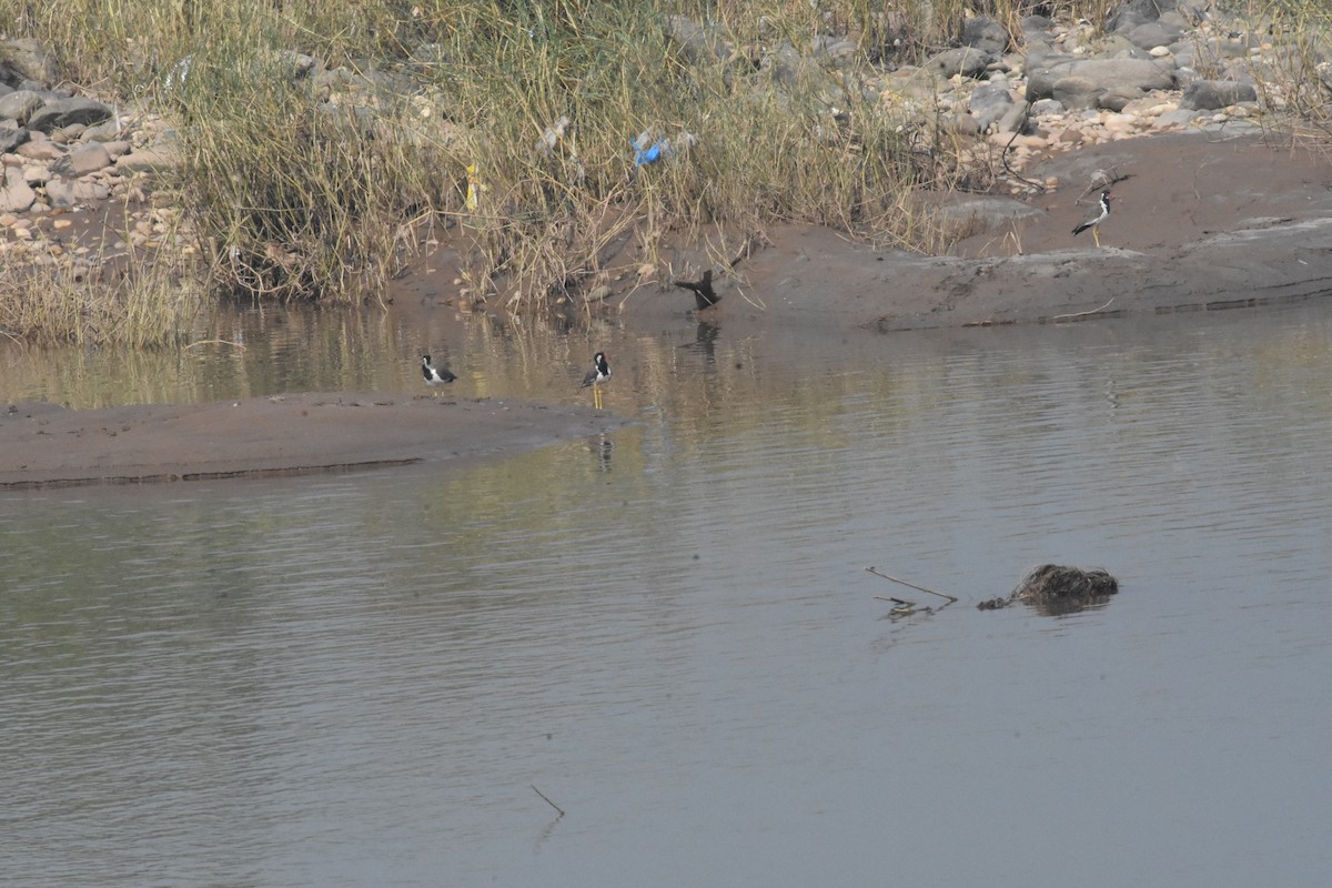 Red-wattled Lapwing - ML642810412