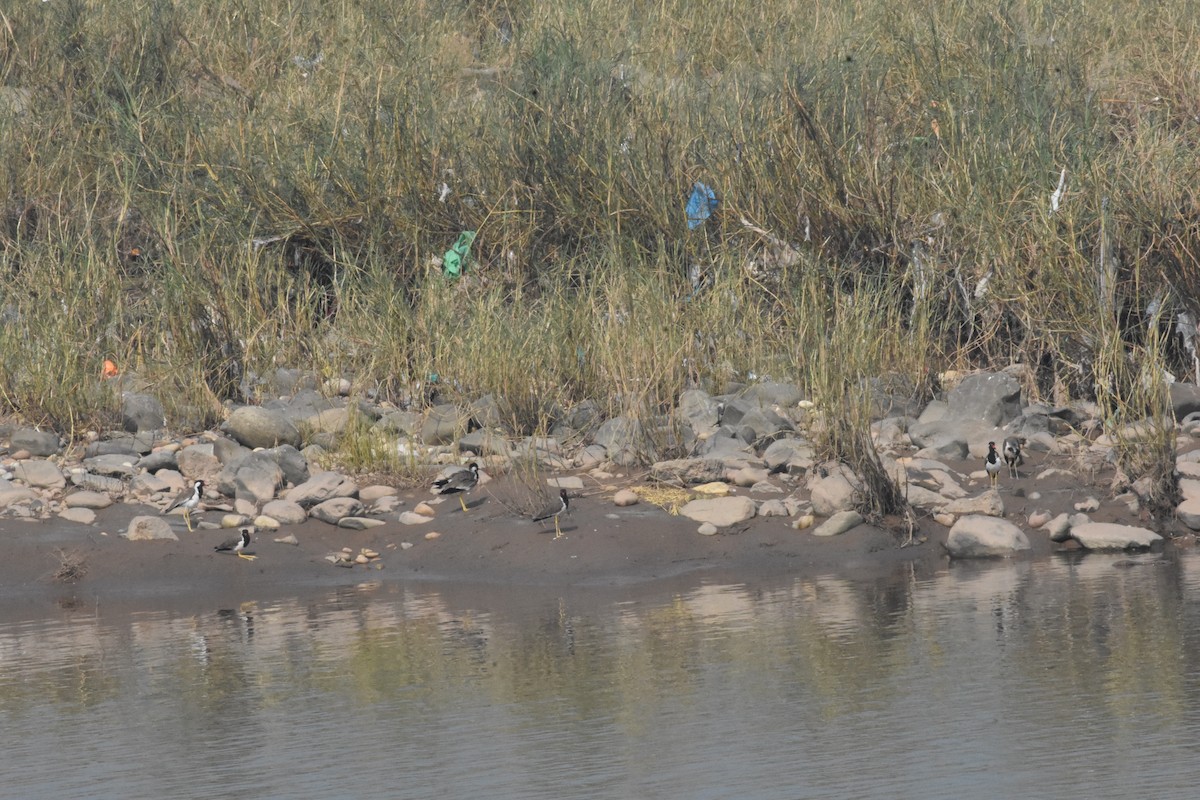Red-wattled Lapwing - ML642810413