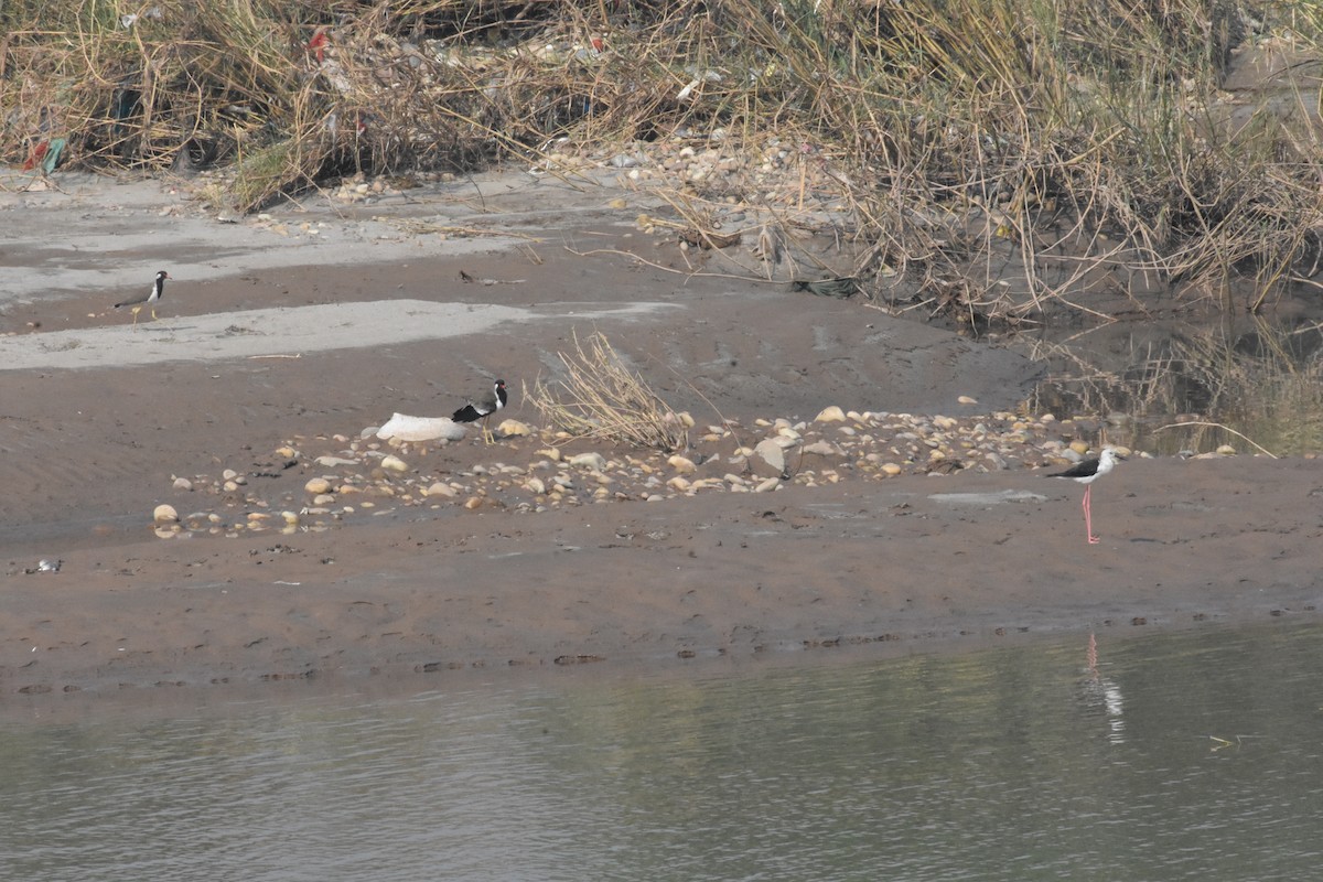 Red-wattled Lapwing - ML642810414