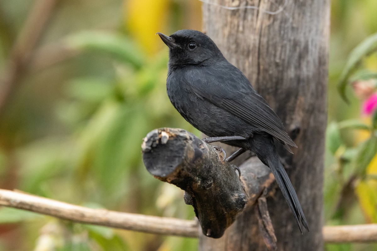 Black Flowerpiercer - ML642810429