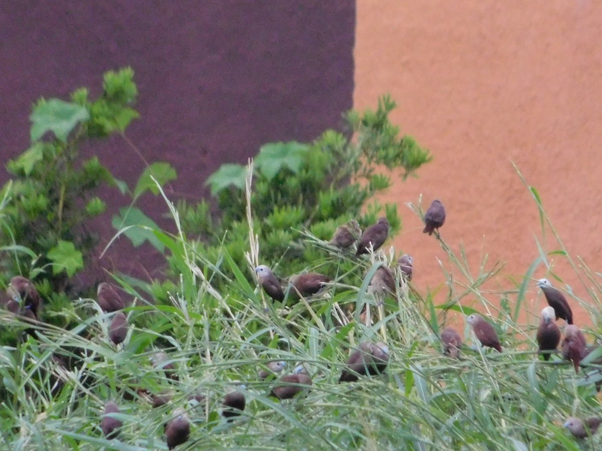 White-headed Munia - ML642810430