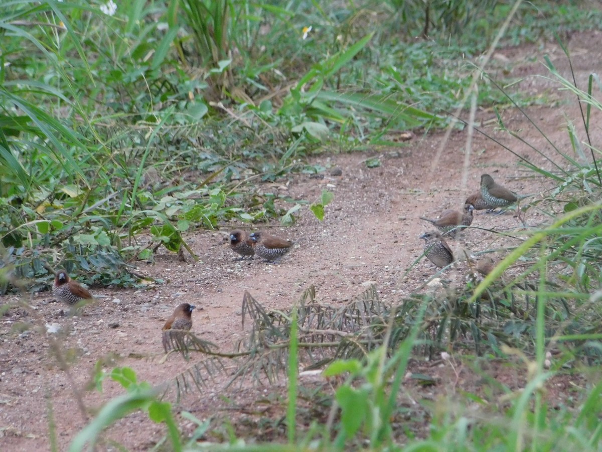 Scaly-breasted Munia (Scaled) - ML642810432