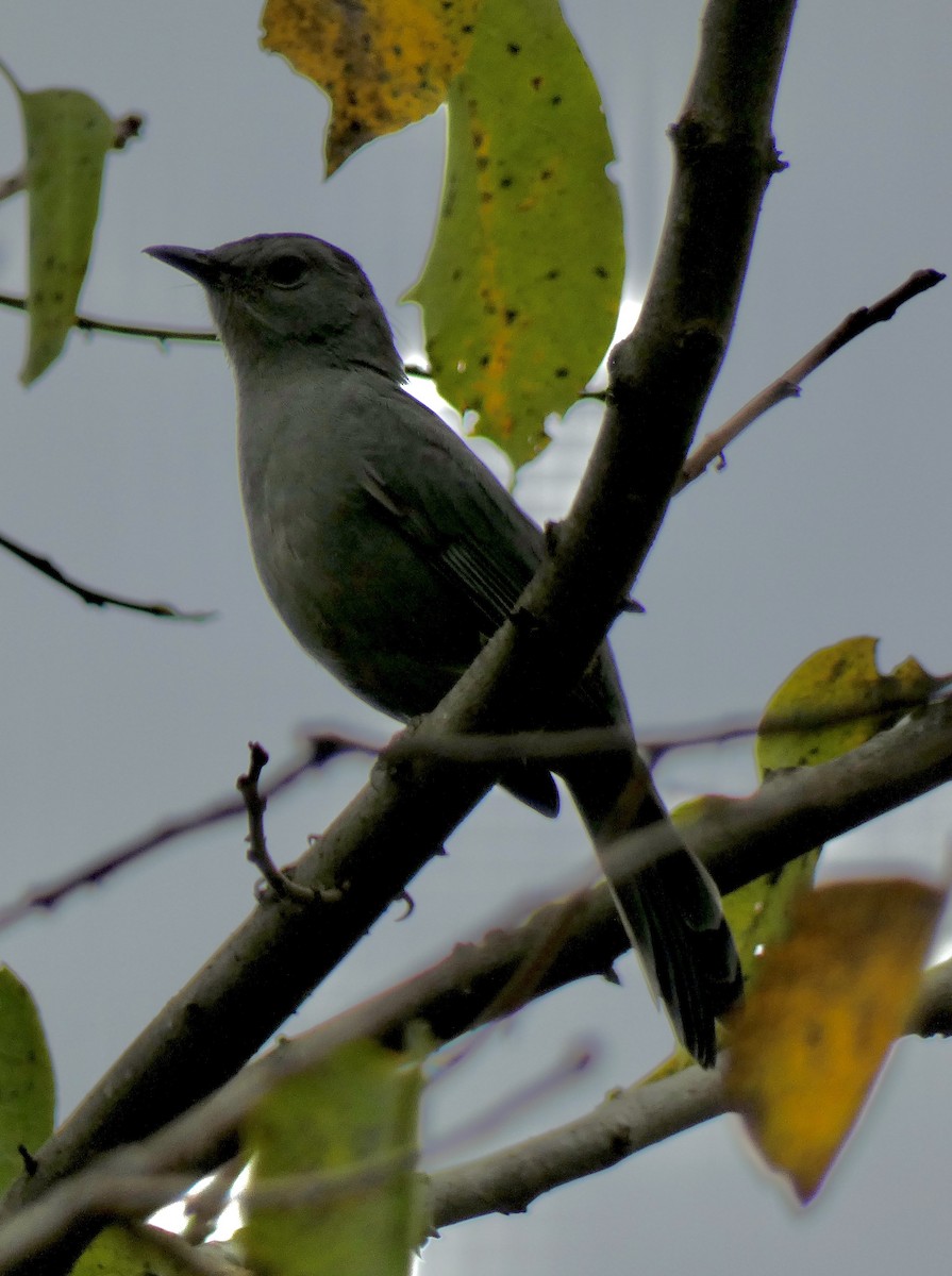 Gray Catbird - ML642810438