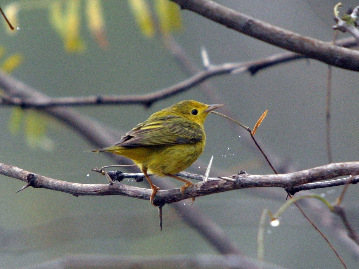 Yellow Warbler - ML642810447