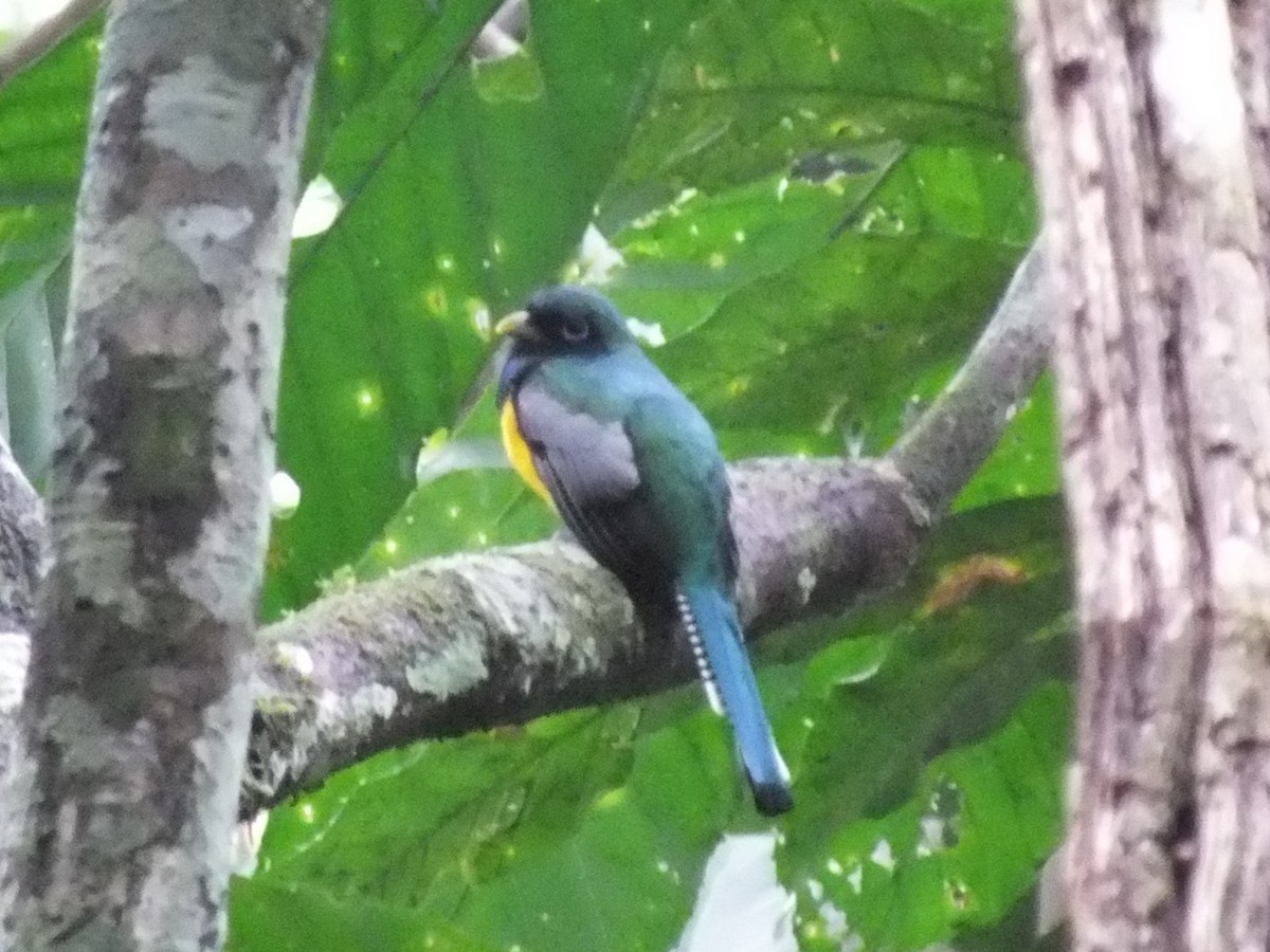 Northern Black-throated Trogon - ML642810449