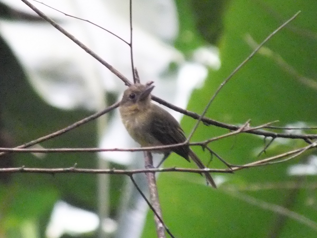 Western Olivaceous Flatbill - ML642810463