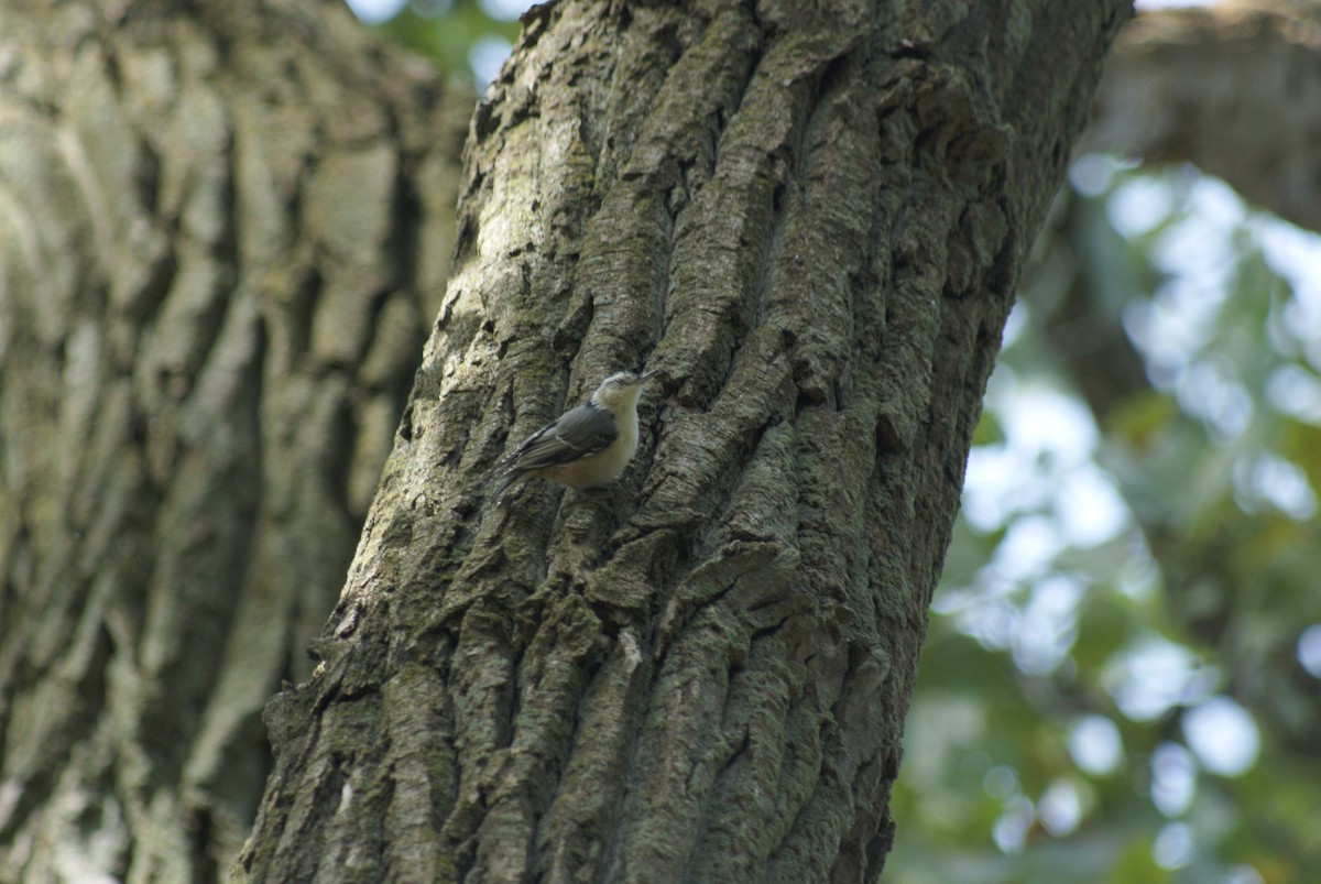 White-breasted Nuthatch - ML642810465