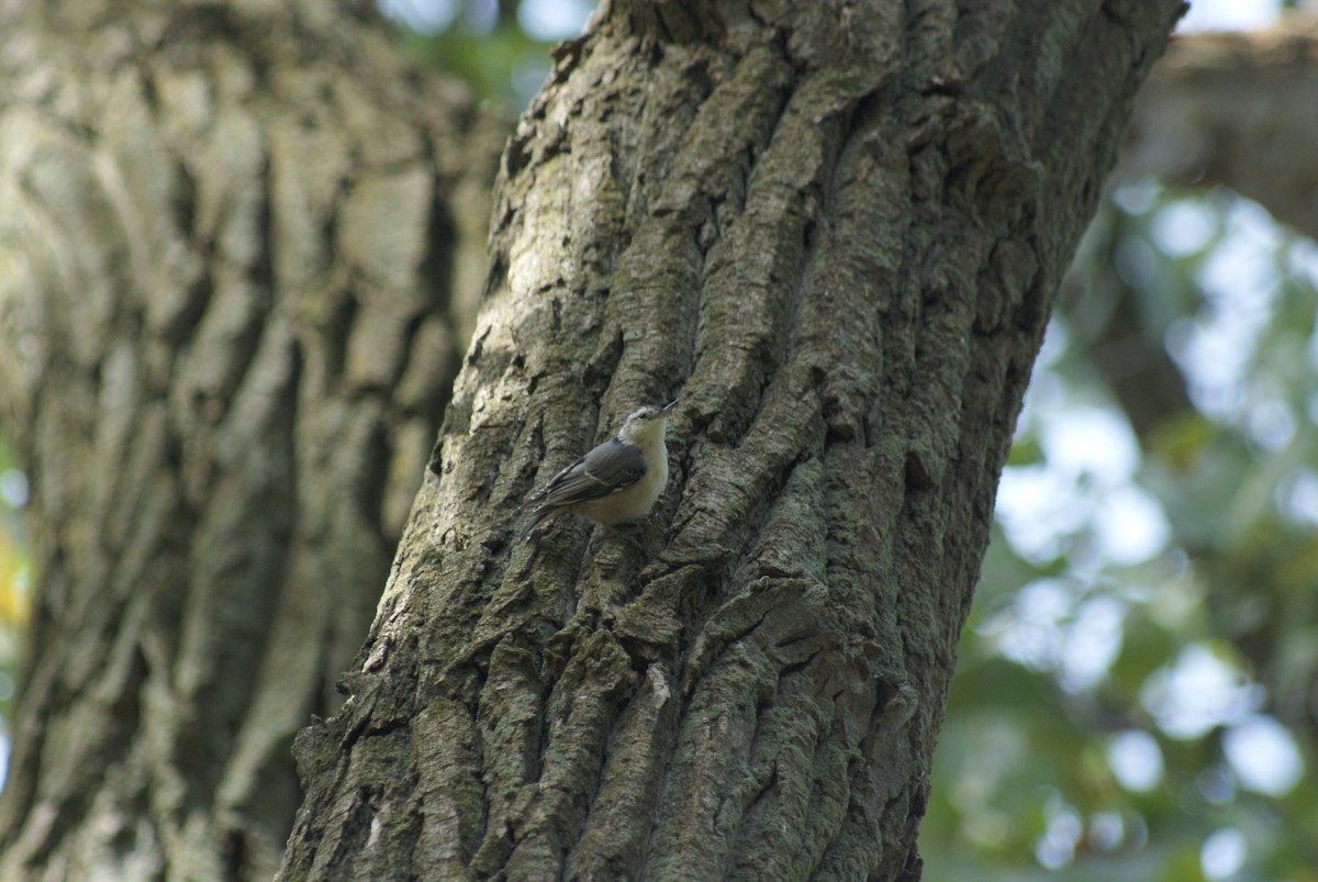 White-breasted Nuthatch - ML642810466
