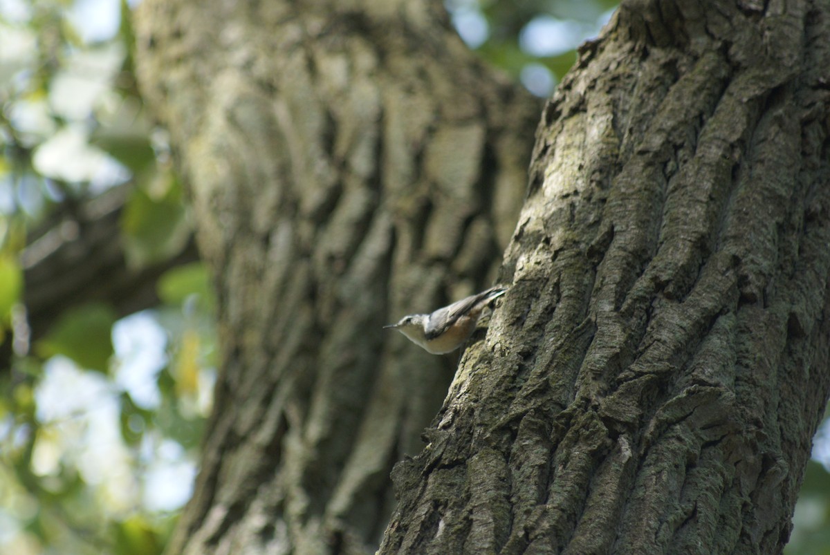 White-breasted Nuthatch - ML642810467
