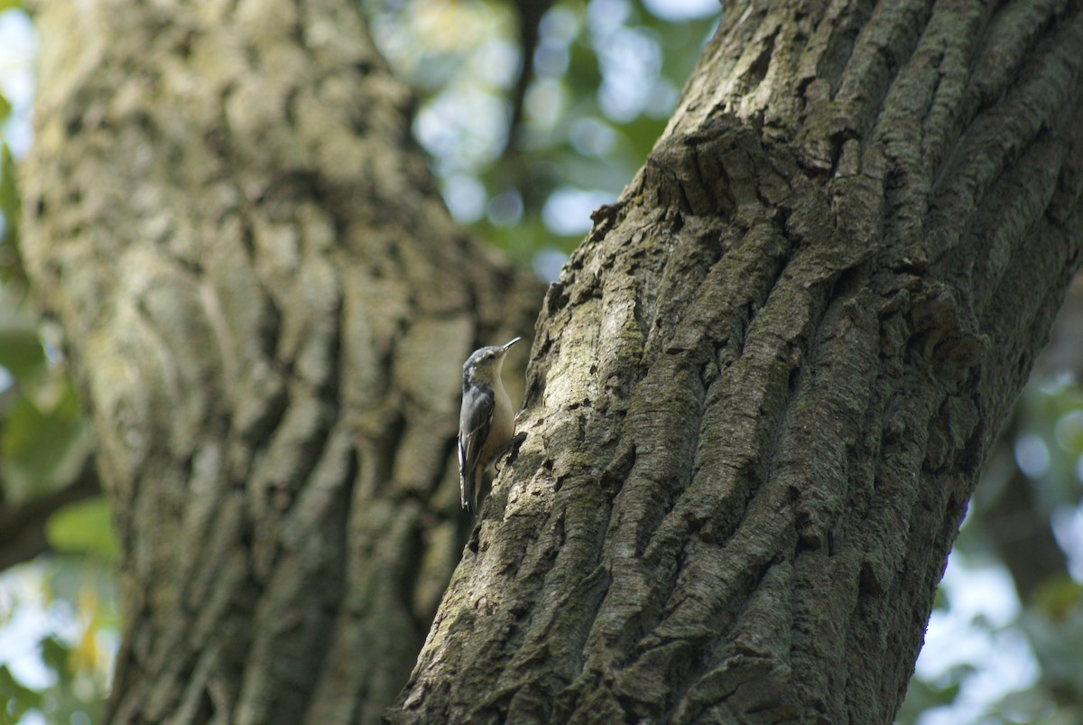 White-breasted Nuthatch - ML642810468