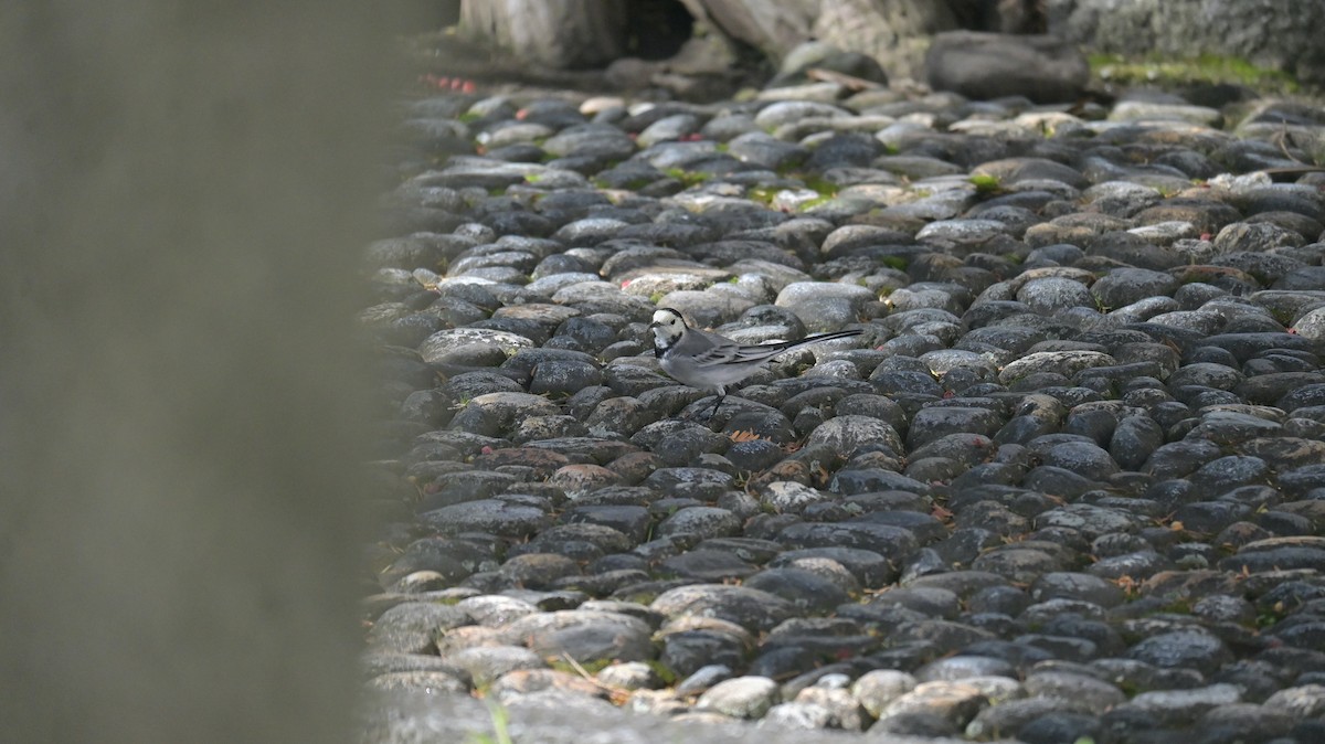 White Wagtail - ML642810471