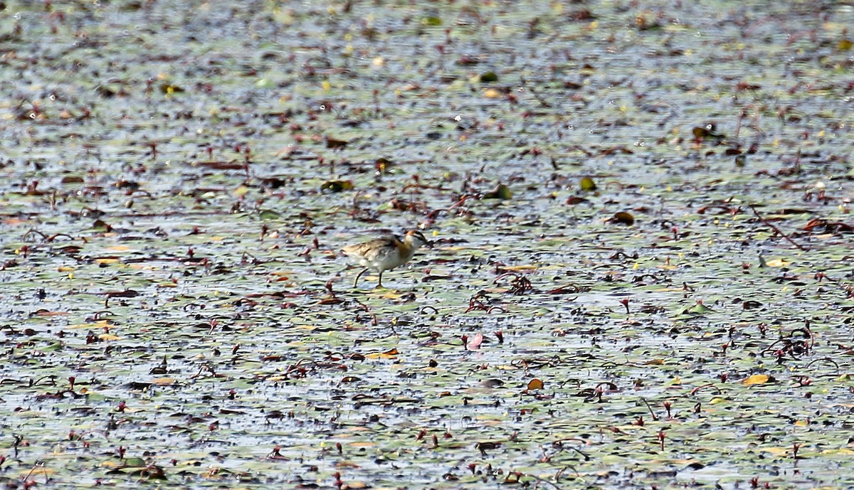 Lesser Jacana - ML642810478