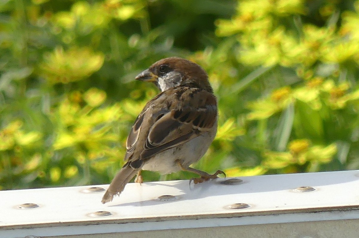 Eurasian Tree Sparrow - ML642810481