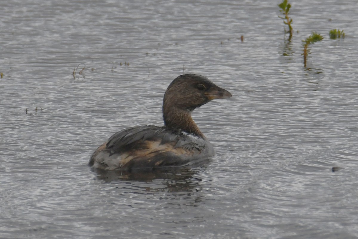 Pied-billed Grebe - ML642810483