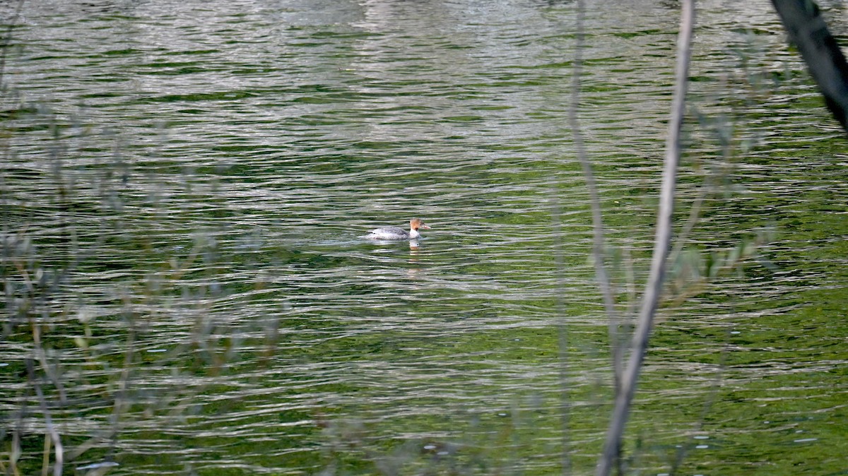 Common Merganser - ML642810486