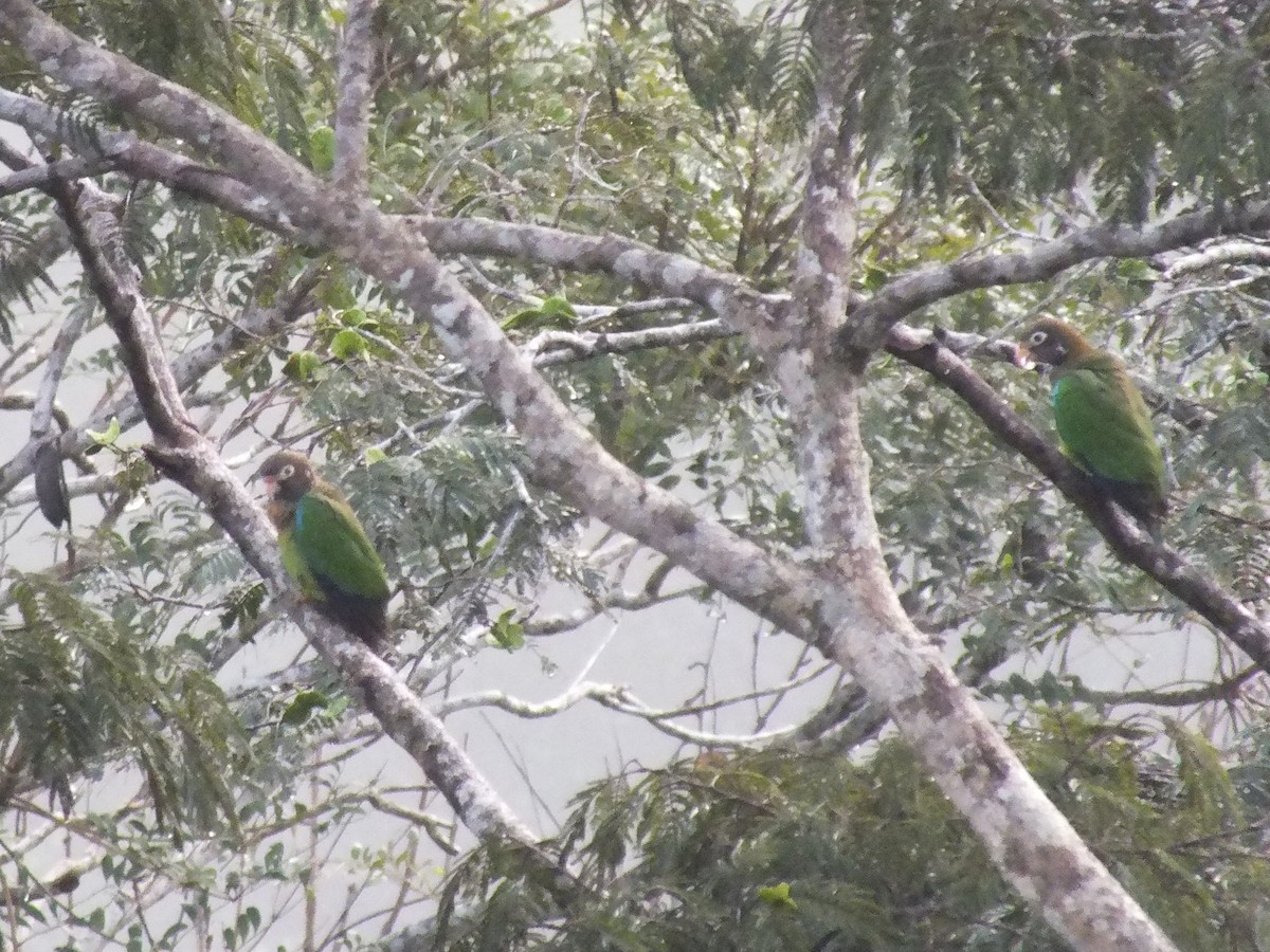 Brown-hooded Parrot - ML642810492