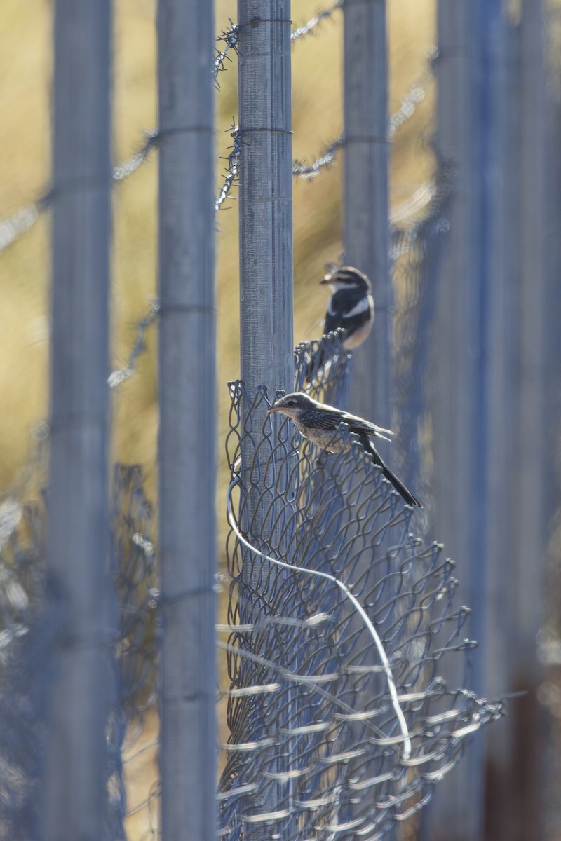 Masked Shrike - ML642810516