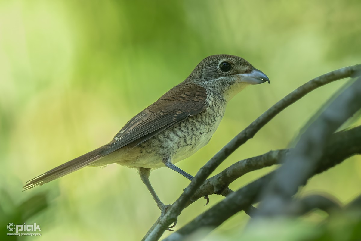 Tiger Shrike - ML642810531
