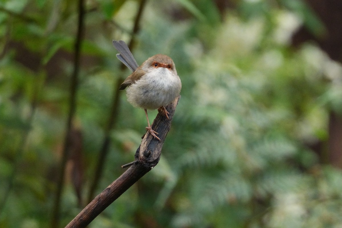 Superb Fairywren - ML642810544