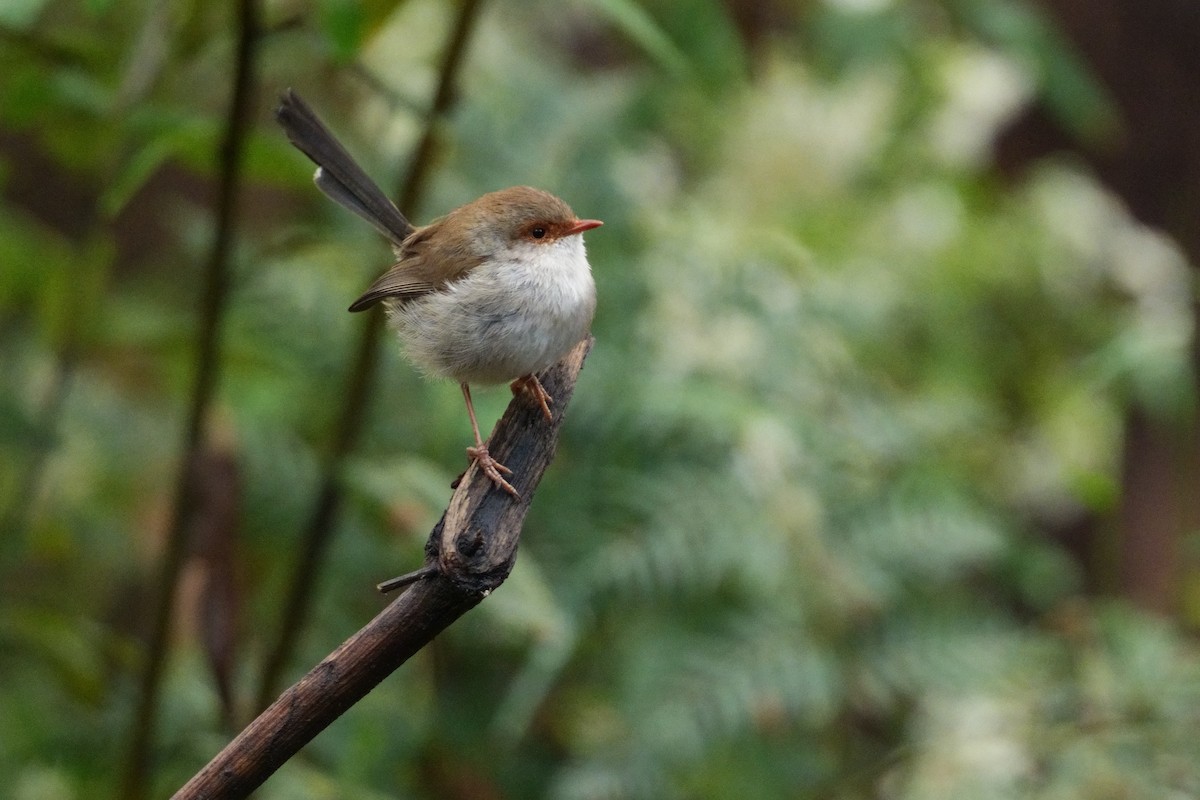 Superb Fairywren - ML642810545