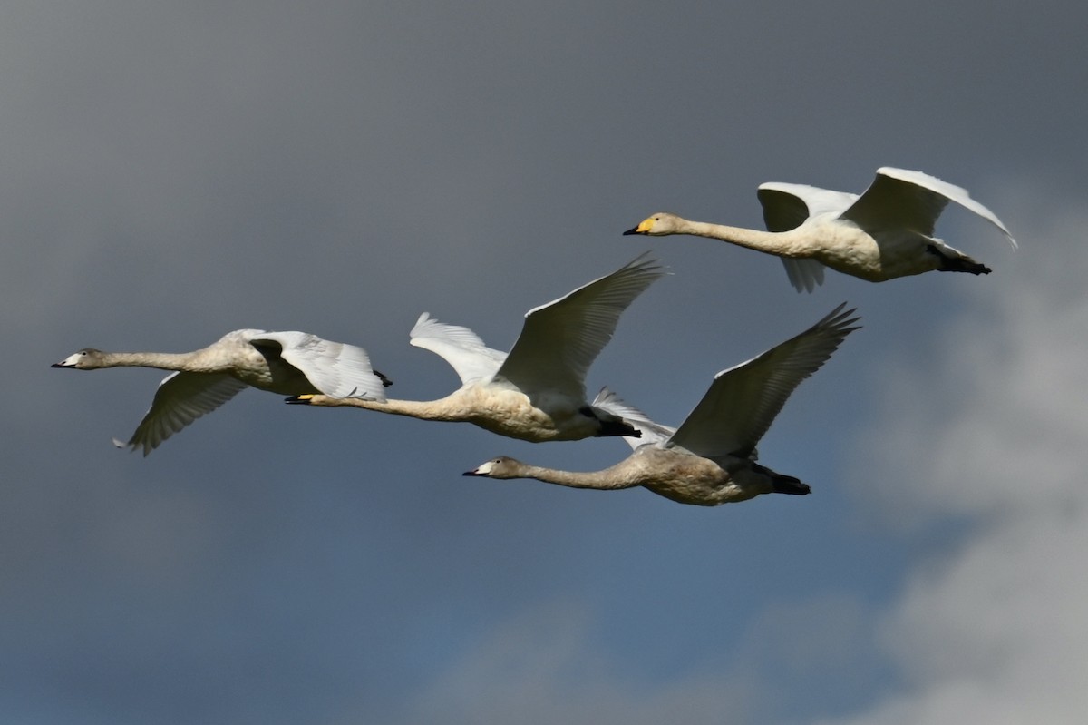 Whooper Swan - ML642810546