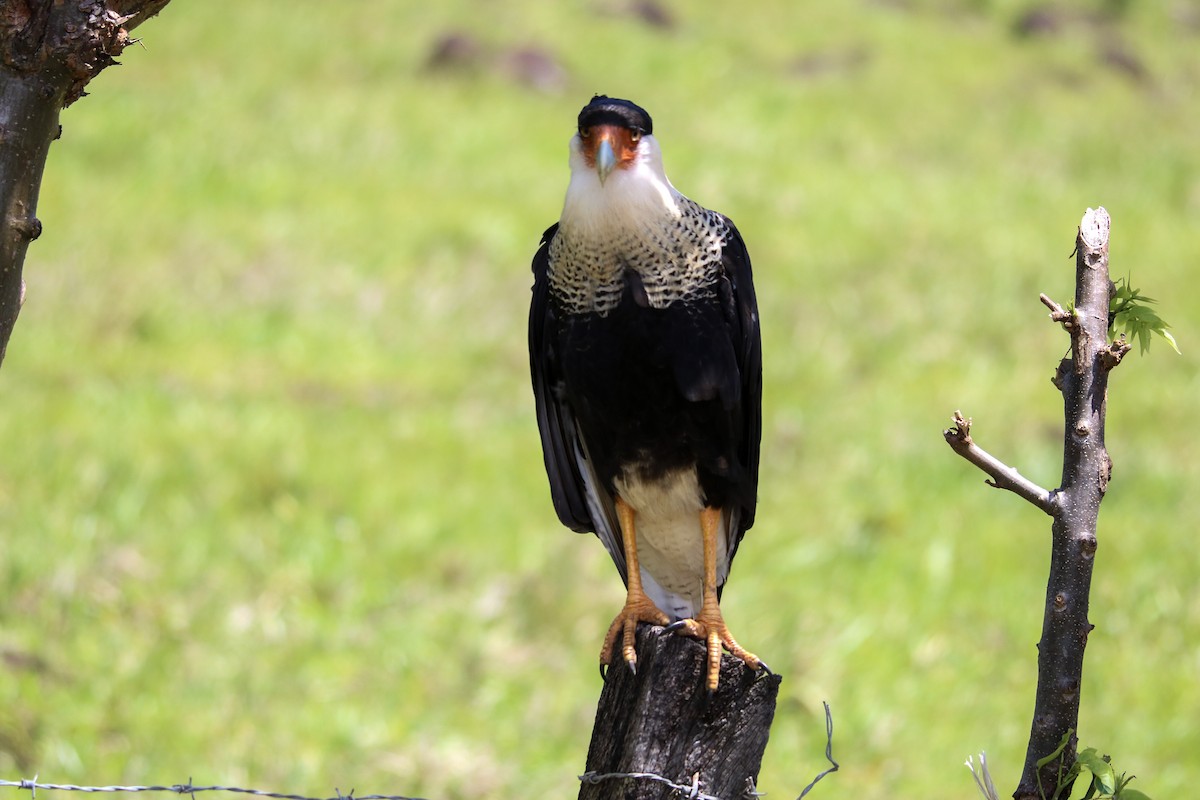 Crested Caracara (Northern) - ML642810552