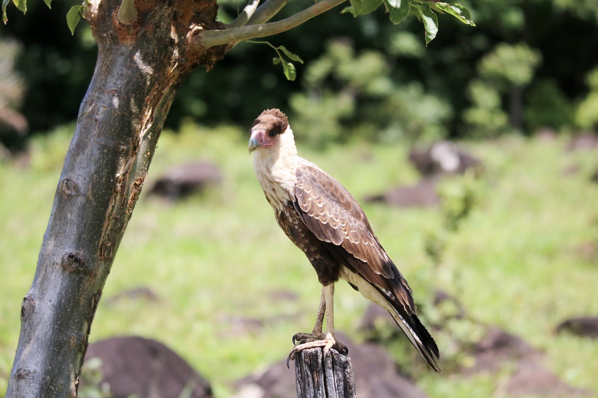 Crested Caracara (Northern) - ML642810553