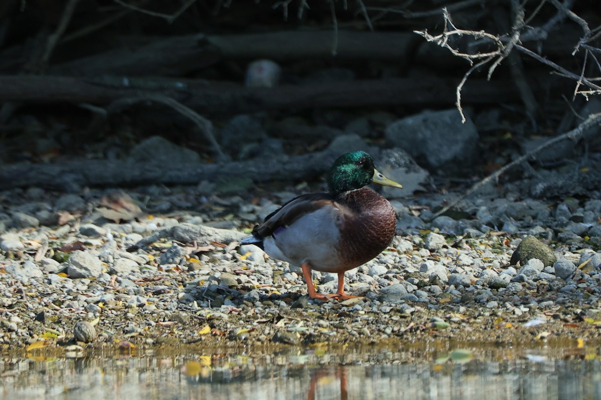 Mallard - ML642810566