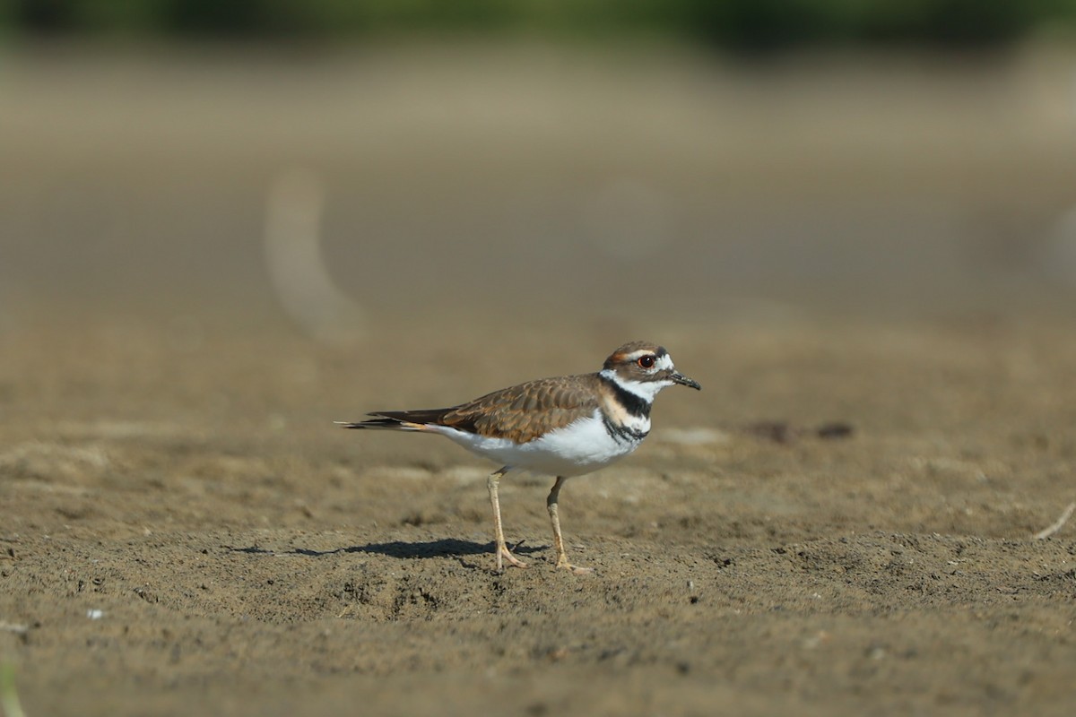 Killdeer - ML642810575