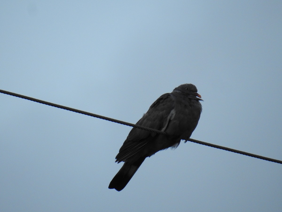 Common Wood-Pigeon - ML642810583