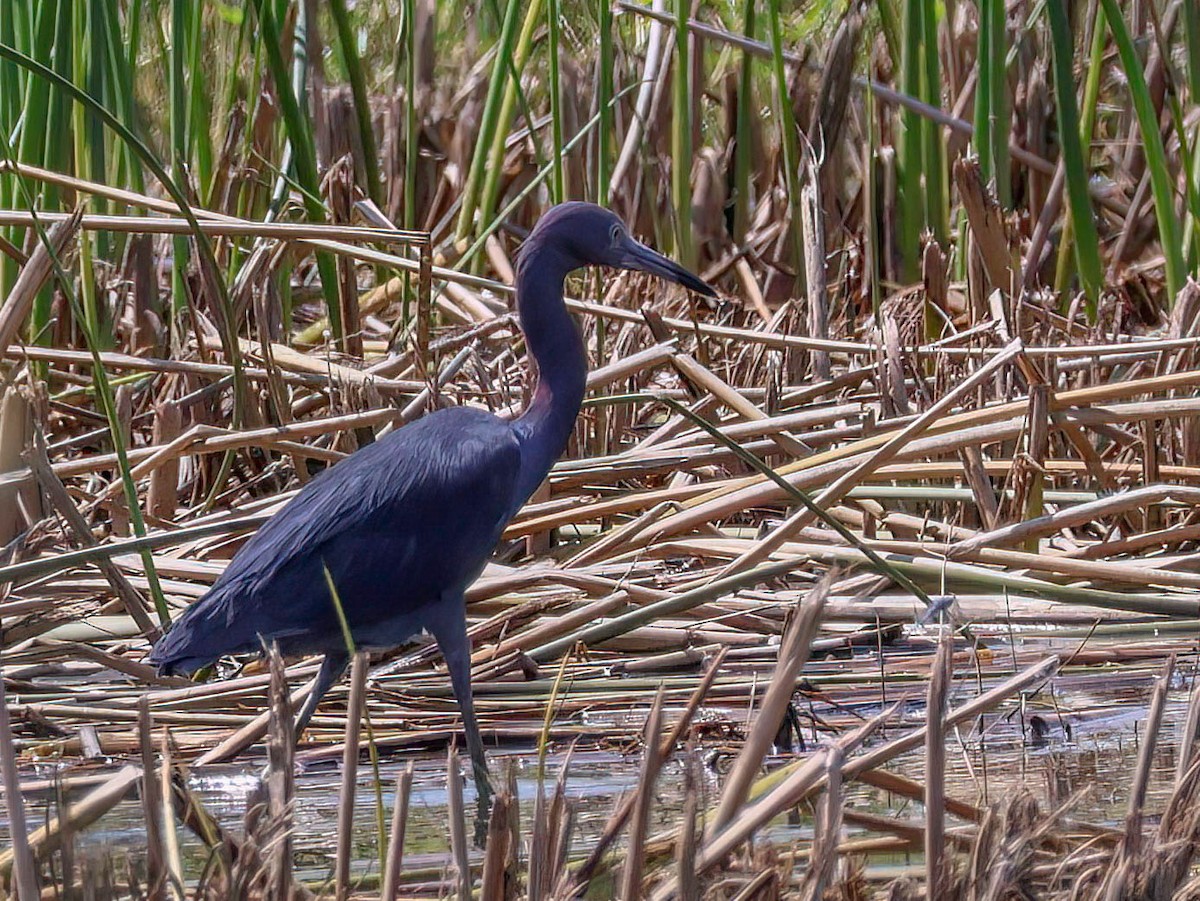 Little Blue Heron - Sue Smith