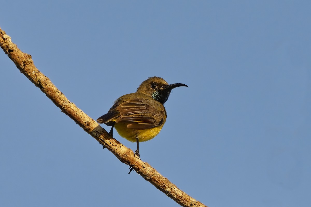 Ornate Sunbird - ML642810589