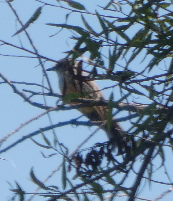 Ash-throated Flycatcher - ML642810592