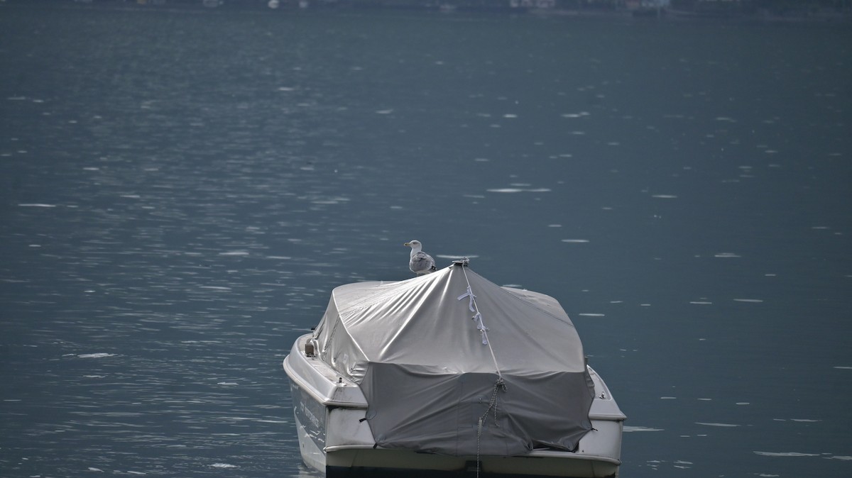 Yellow-legged Gull - ML642810596